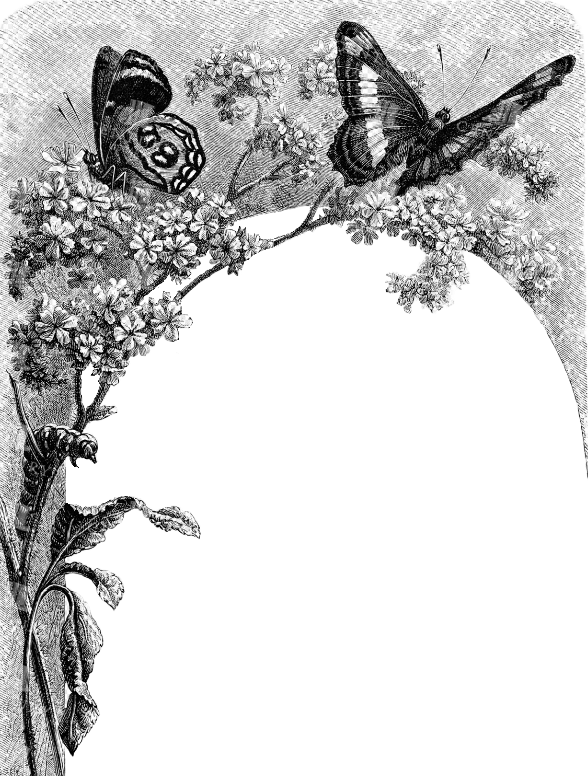 border around Shell